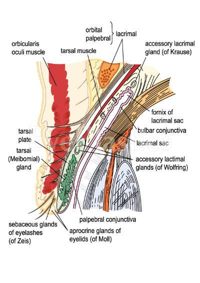 Anatomy image showing the structure of the human body with labels identifying organs and body parts